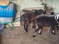 Ovan, Hissar sheep — fotografija 5