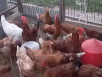 Chickens — fotografija 1