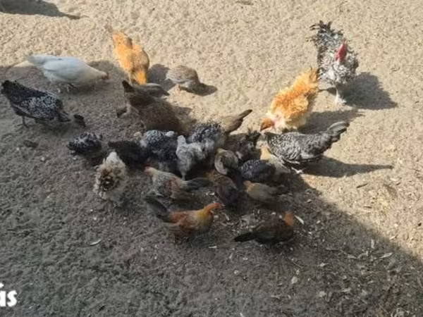 الدجاجة الدنماركية