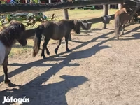 Yegua, Shetland Pony — foto 4