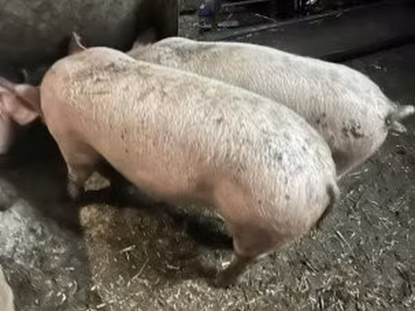 Truie, Porcs — Hongrie