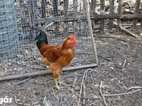 Chickens — Foto 6