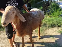 Ovan, Agin sheep — fotografija 3