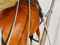 घोड़ा, Haflinger — फ़ोटो 2