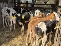 公牛, Simmental cattle — 照片 2
