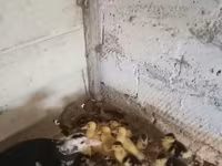Ducks — 照片 5