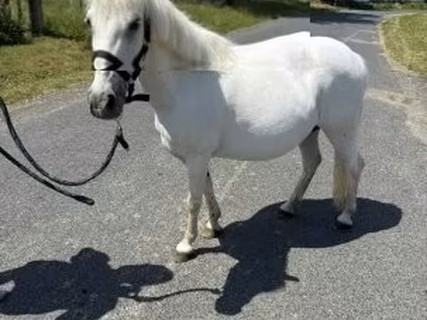 Égua, Cavalos — Hungria