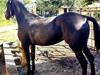 Kobila, Arabian horse — fotografija 1