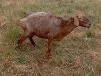 Ovca, Kazakh meat-wool sheep — fotografija 1