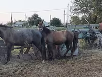 雄馬, Kazakh horse — 写真 4