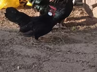 Bantam — fotografija 1