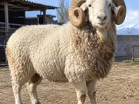 Ovan, Kyrgyz Mountain merino sheep — fotografija 1