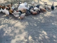 Guinea fowl — foto 2