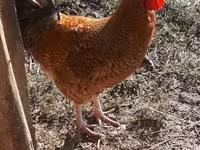 Chickens — फ़ोटो 1