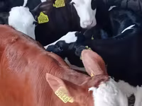Buğa, Simmental cattle — foto 2