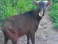 Koza, Irish goat — fotografija 1