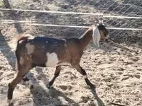 Cabra, Nubian Goat — foto 2