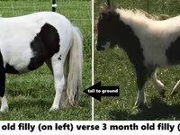 Pastuv, Miniature horse — fotografija 6