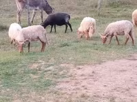 Widder, Racka sheep — Foto 2