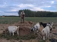 Koza, Kozy — zdjęcie 3
