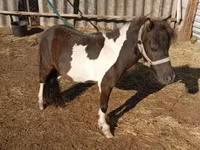 Pastuv, Falabella — fotografija 1