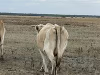 Krowa, Latvian Blue cattle — zdjęcie 3