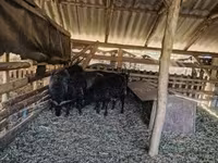 भेड़, Racka sheep — फ़ोटो 1