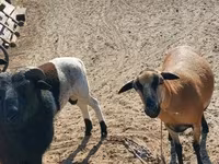 Ovca, Cameroon sheep — fotografija 1