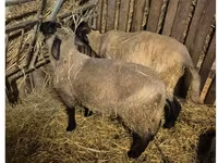 Qoʻchqor, White Suffolk sheep — 1-rasm