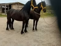 Koń, Friesian — zdjęcie 2