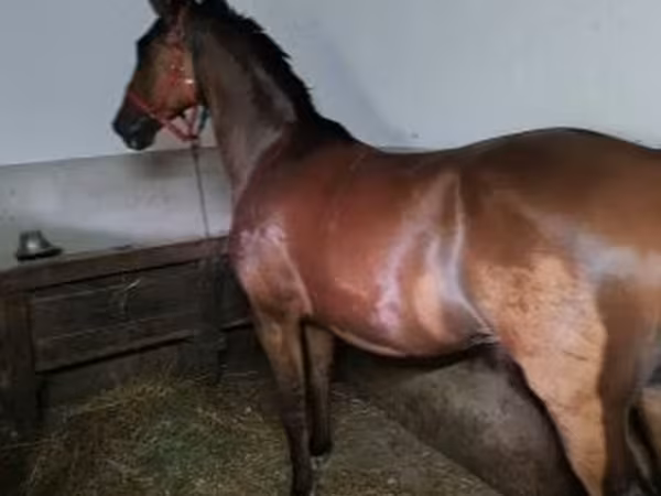 Horse (M), Hungarian horse breed