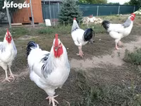 ससेक्स — फ़ोटो 1