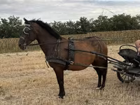 Kobyła, Hungarian horse breed — zdjęcie 1