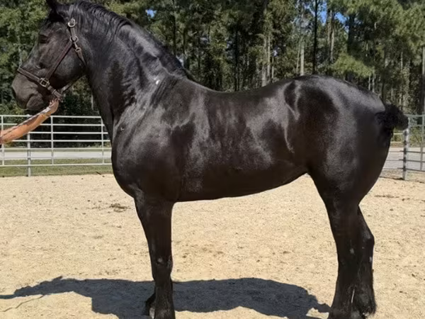 Kobila, Percheron