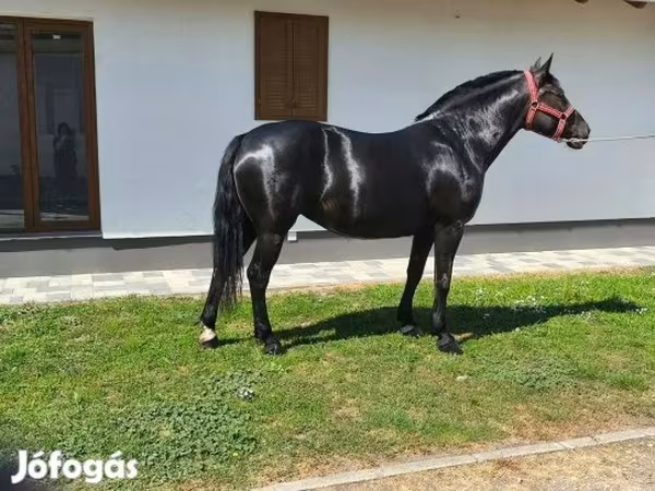 Yegua, Caballos