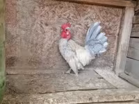 ياباني بانتام — الصورة 4