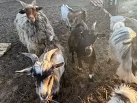 山羊（批次，未指定性别）, Goats — 照片 1
