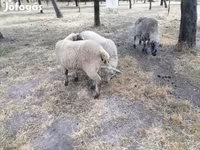 Ovca, White Suffolk sheep — fotografija 7