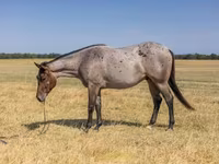 حصان, Quarter Horse — الصورة 2