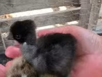 Chickens — zdjęcie 3