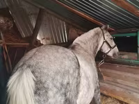 Kobila, Ukrainian Riding Horse — fotografija 2