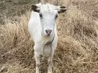 Chèvre, Saanen goat — photo 7