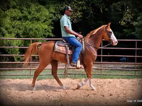 Pastuv, American paint horse — fotografija 7