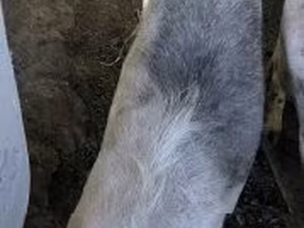 Truie, Porcs — Hongrie