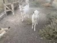 Jarac, Russian White goat — fotografija 5