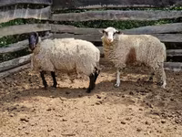 Вівця, White Suffolk sheep — фото 2