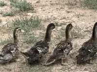 Ducks — фото 1