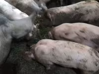 Locha, Дюрок — zdjęcie 2