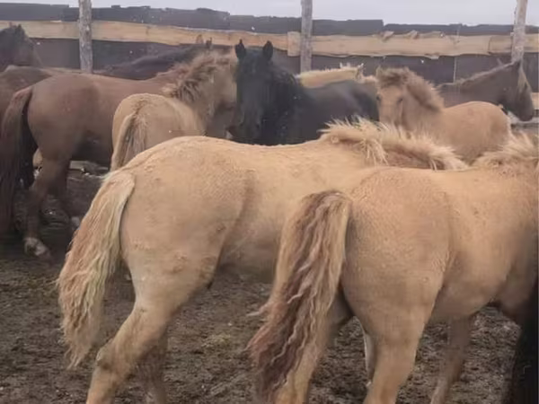Pastuv, Kazakh horse