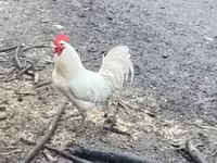 Chickens — 写真 1